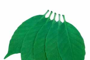 Leaf Termometer ҾҶ¶ȼ